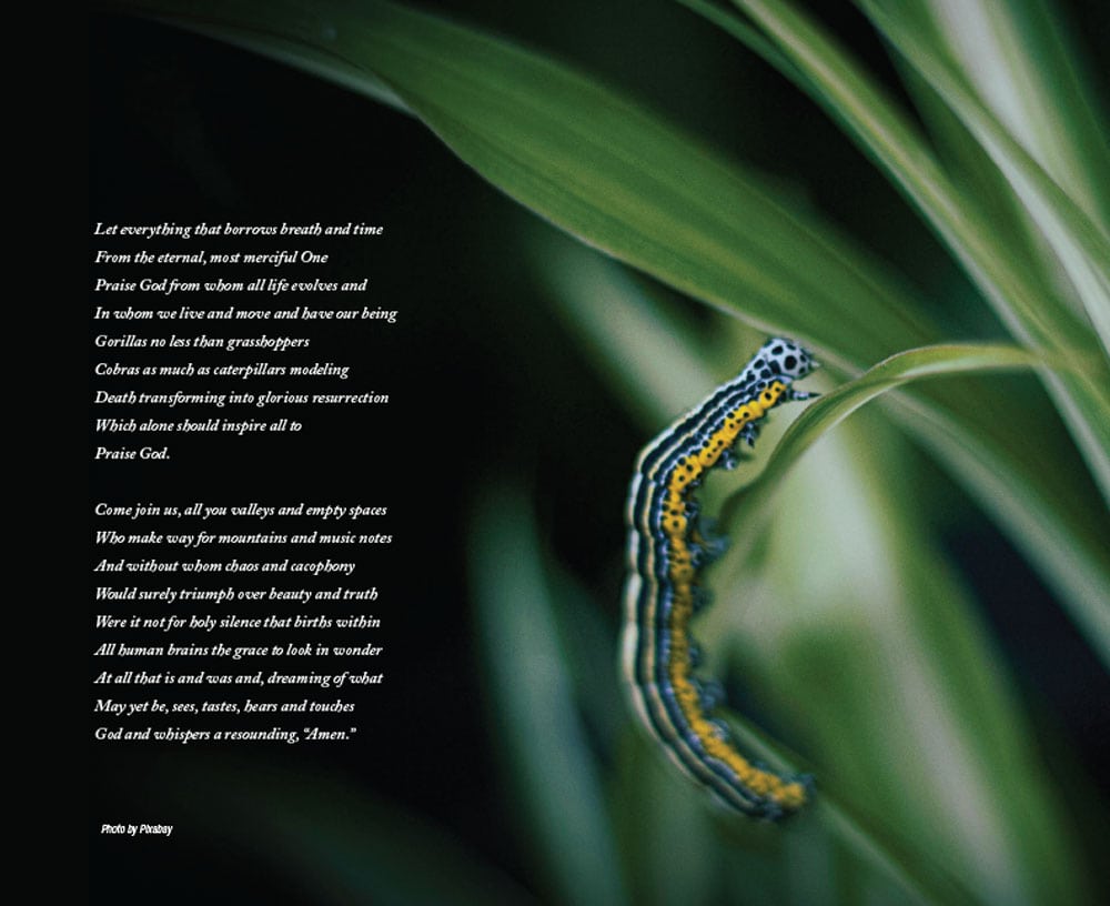 A caterpillar walks up a long, bending leaf.