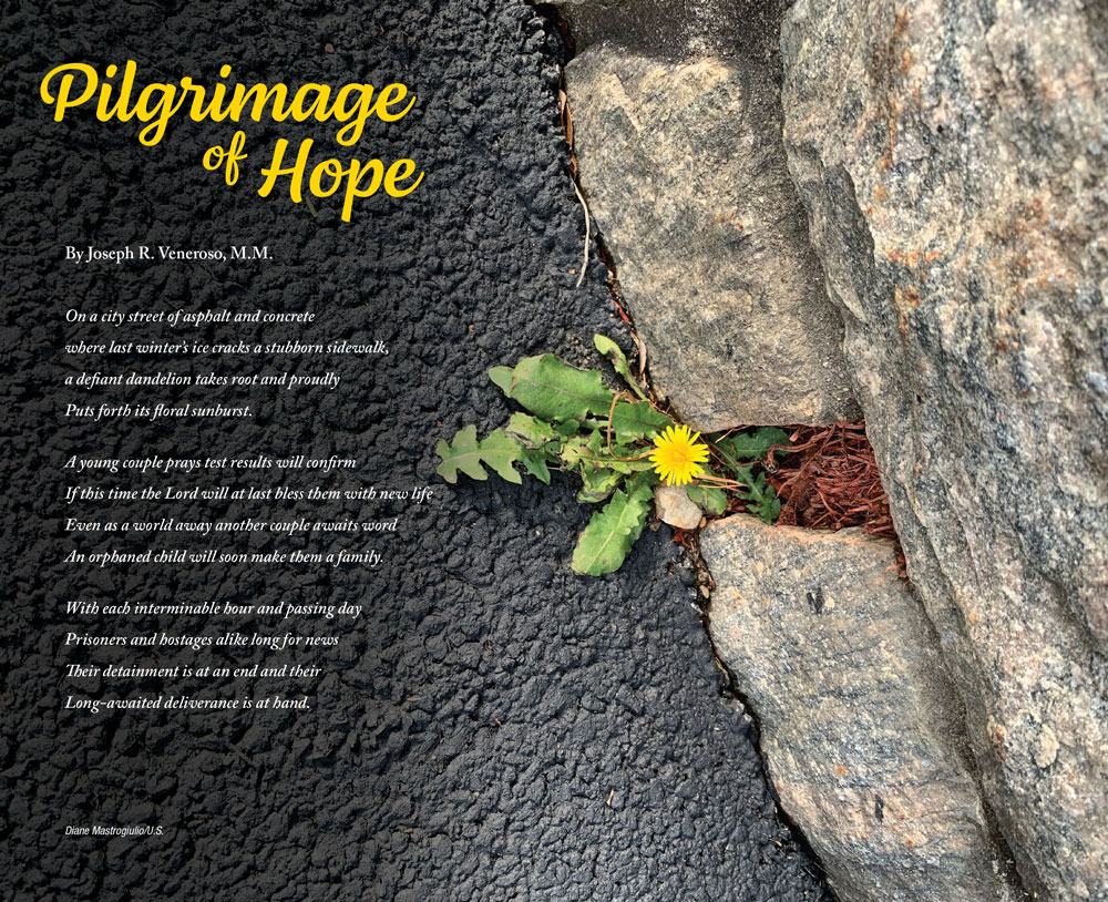 A small dandelion amazingly blooms out of a small crack between an asphalt path and a rock wall. 