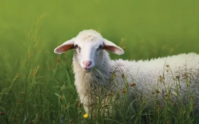 A sheep standing in a green field