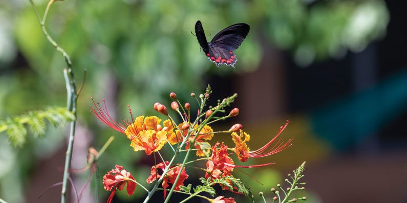 A black butterfly with red spots flies above topical flowers.