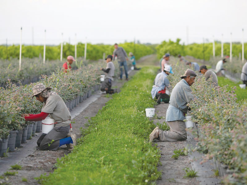Mexican migrant workers harvest blueberries at a farm in Lake Wales, Florida. The vast majority of U.S. agricultural workers are foreign-born. (OSV News/Marco Bello/Reuters/U.S.)