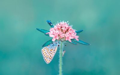 A butterfly lands on a budding wildflower. Adobe Stock