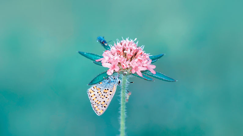 A butterfly lands on a budding wildflower. Adobe Stock