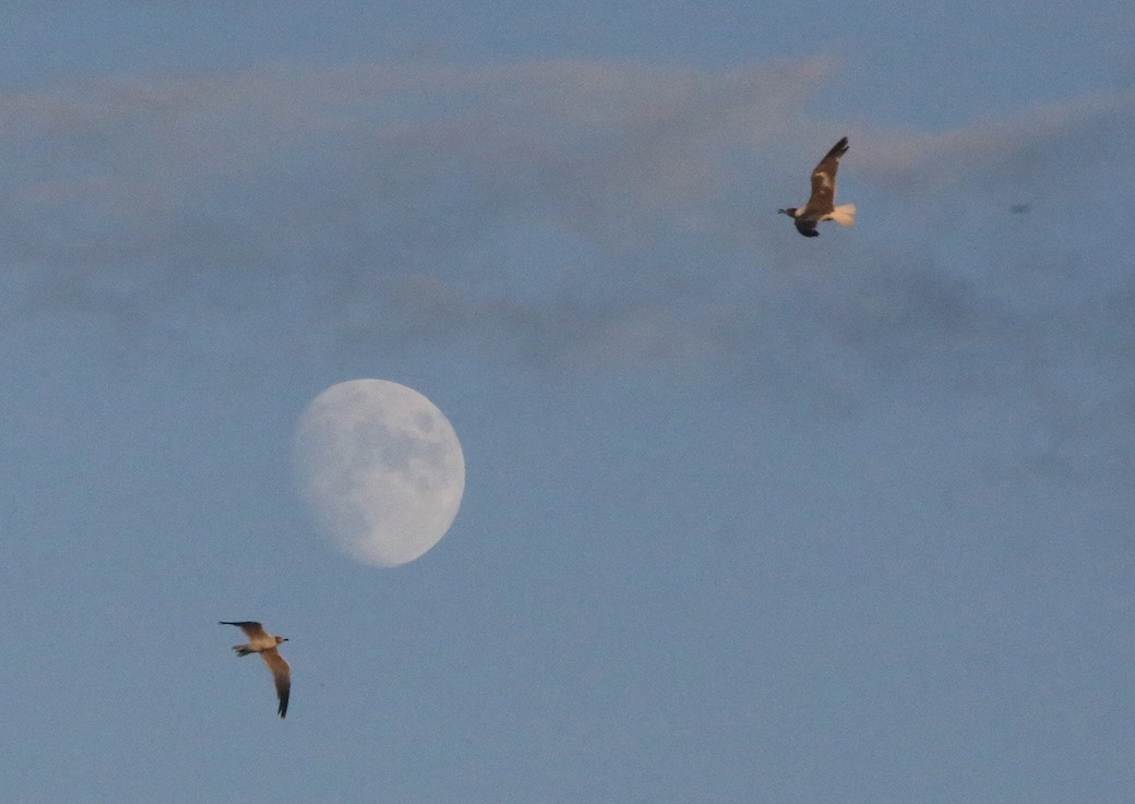 The moon is pictured in the background as gulls fly above Maryland’s Chesapeake Bay at sunset, revealing the presence of God in nature. (OSV News/Bob Roller/U.S.)