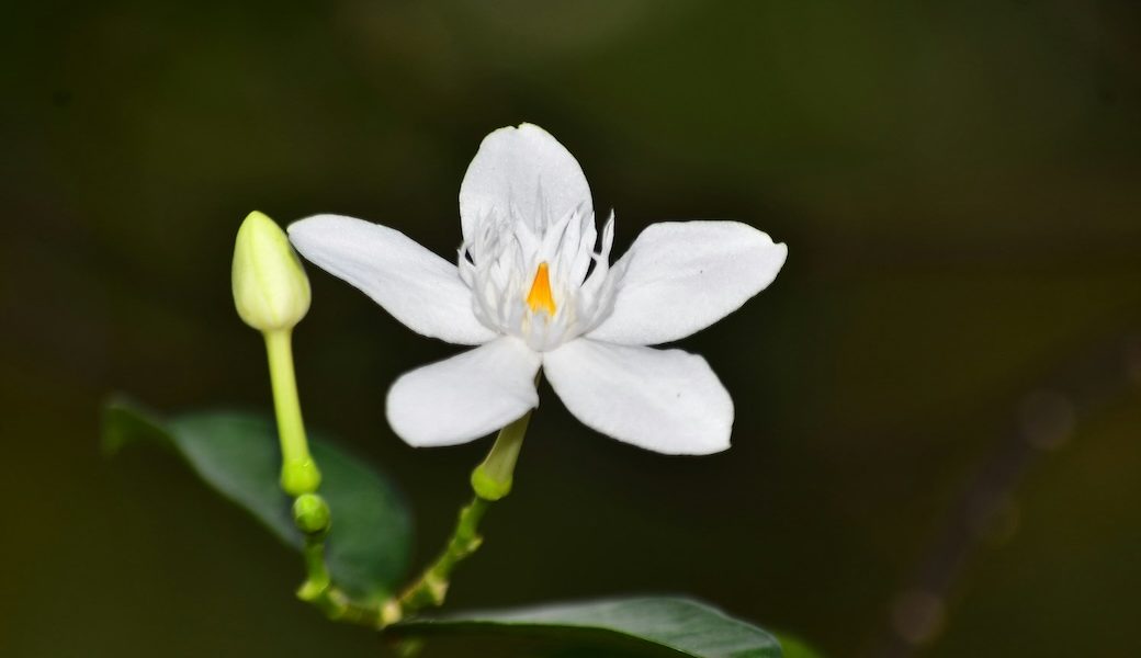 A jasmine flower (Fachtu Robbi Almalik/Unsplash)