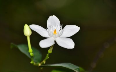 A jasmine flower (Fachtu Robbi Almalik/Unsplash)