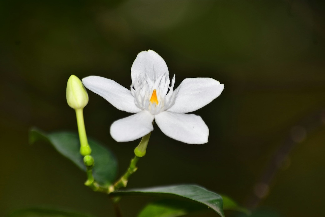 A jasmine flower (Fachtu Robbi Almalik/Unsplash)
