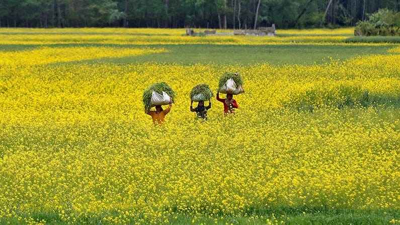 Women carry food through a mustard field in Sringar, India. The Kingdom of God is like a mustard seed, says Jesus in a parable. (CNS photo/Danish Ismail, Reuters)