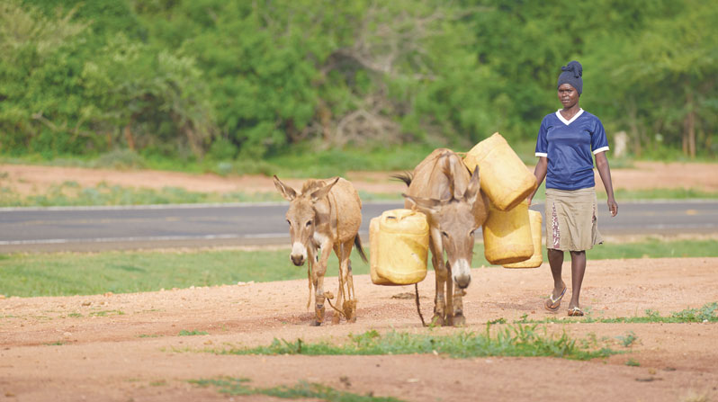 Regina Mumbua and donkeys walk with jerry cans to Christ the King Church in Kavete. (Paul Jeffrey/Kenya)