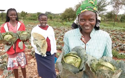 Women harvest cabbage in a plot of land irrigated by a community water point in Kibwezi, Kenya, an area severely affected by the climate crisis. Maryknoll Fathers and Brothers has financed wells with solar pumps and water storage systems throughout the region. (Paul Jeffrey/Kenya)