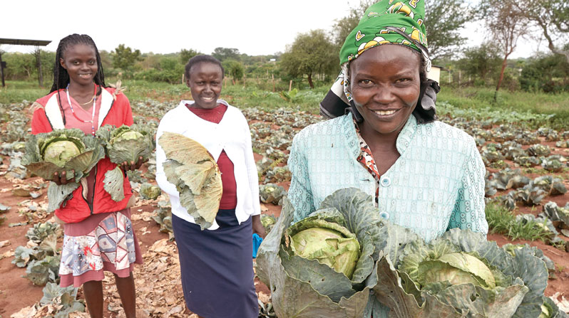 Women harvest cabbage in a plot of land irrigated by a community water point in Kibwezi, Kenya, an area severely affected by the climate crisis. Maryknoll Fathers and Brothers has financed wells with solar pumps and water storage systems throughout the region. (Paul Jeffrey/Kenya)