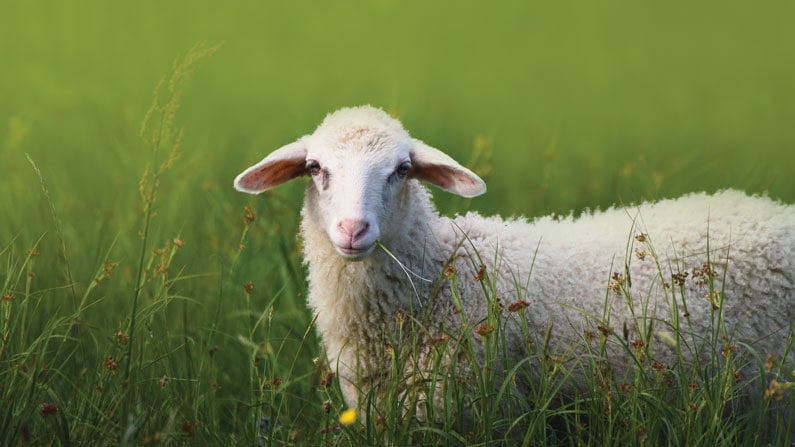 Apacienta mis ovejas: una oración por las vocaciones