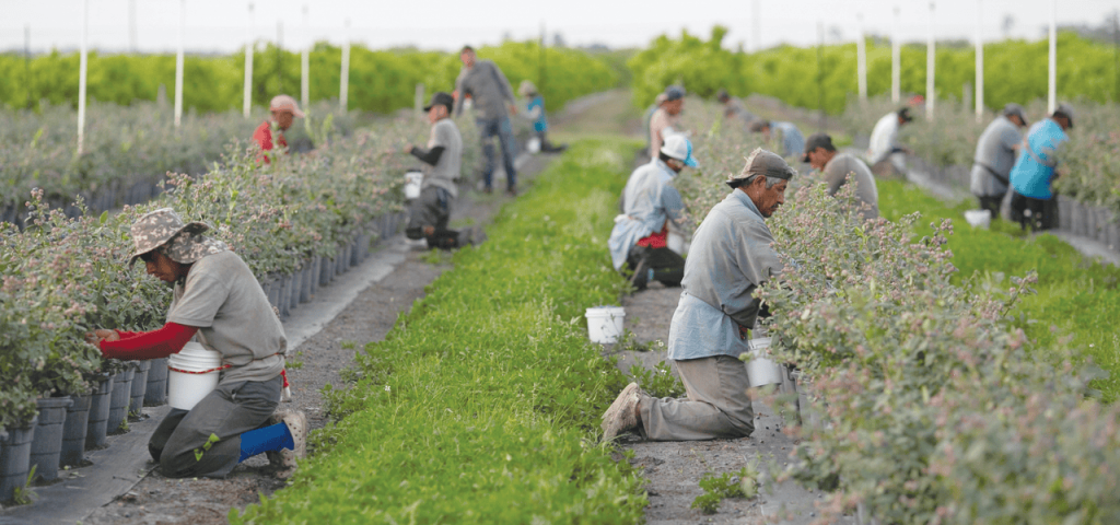 Trabajadores migrantes mexicanos cosechan arándanos en Lake Wales, Florida. La gran mayoría de los trabajadores agrícolas que trabajan en el campo son nacidos en el extranjero. (OSV News/Marco Bello/Reuters/EE. UU.)