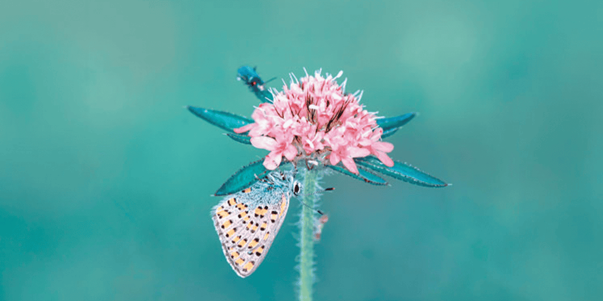 Una mariposa se posa en una flor. (Adobe Stock)