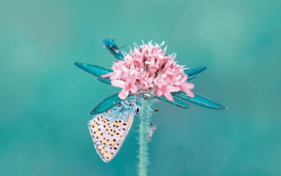 Una mariposa se posa en una flor. (Adobe Stock)