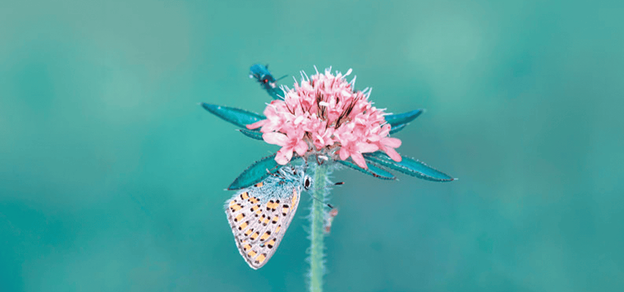 Una mariposa se posa en una flor. (Adobe Stock)