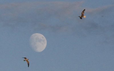 Gaviotas sobrevuelan la bahía de Chesapeake, en Maryland, bajo la luna al atardecer. El Padre Veneroso medita sobre el pensamiento del Hermano Lorenzo y la presencia de Dios.(OSV News/Bob Roller/EE. UU.)
