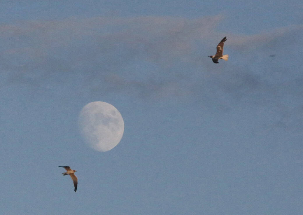 Gaviotas sobrevuelan la bahía de Chesapeake, en Maryland, bajo la luna al atardecer. El Padre Veneroso medita sobre el pensamiento del Hermano Lorenzo y la presencia de Dios.(OSV News/Bob Roller/EE. UU.)