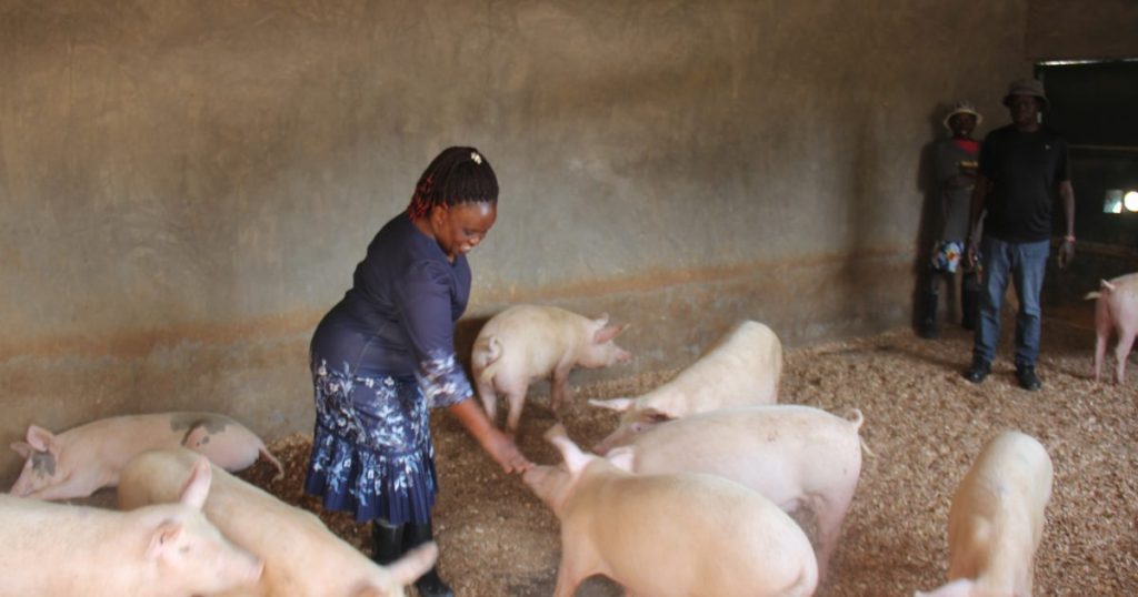 Roots of Renewal: Pig Farming for Vulnerable Families in Homabay