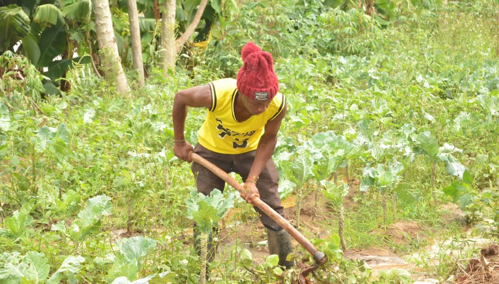 Sustainable Food Generation Project Using Modern Farming Methods