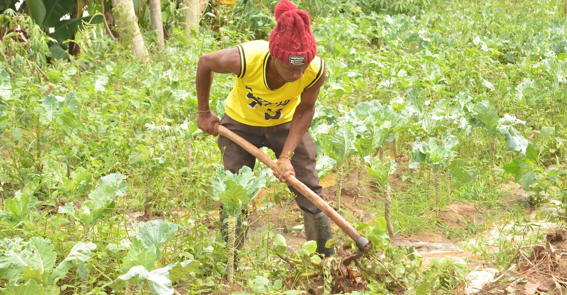 A man in a field of crops clears weeds with a hoe.